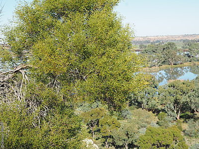 Acacia ligulata p Denzel Murfet Paiwalla